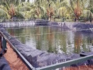 LDPE Sheet